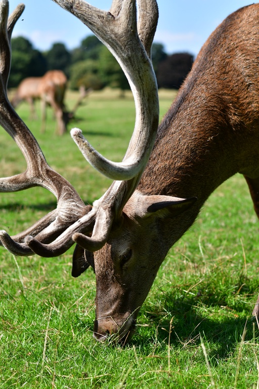 2018-08-04 Nottingham/Wollaton Hall/DSC_3808.JPG